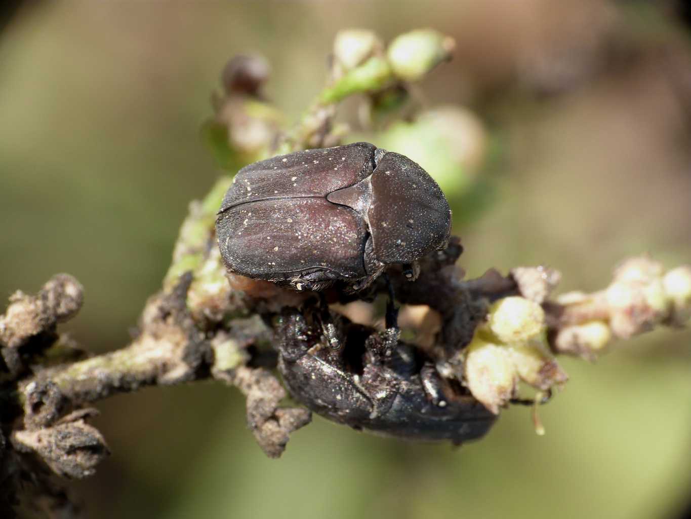 Protaetia morio